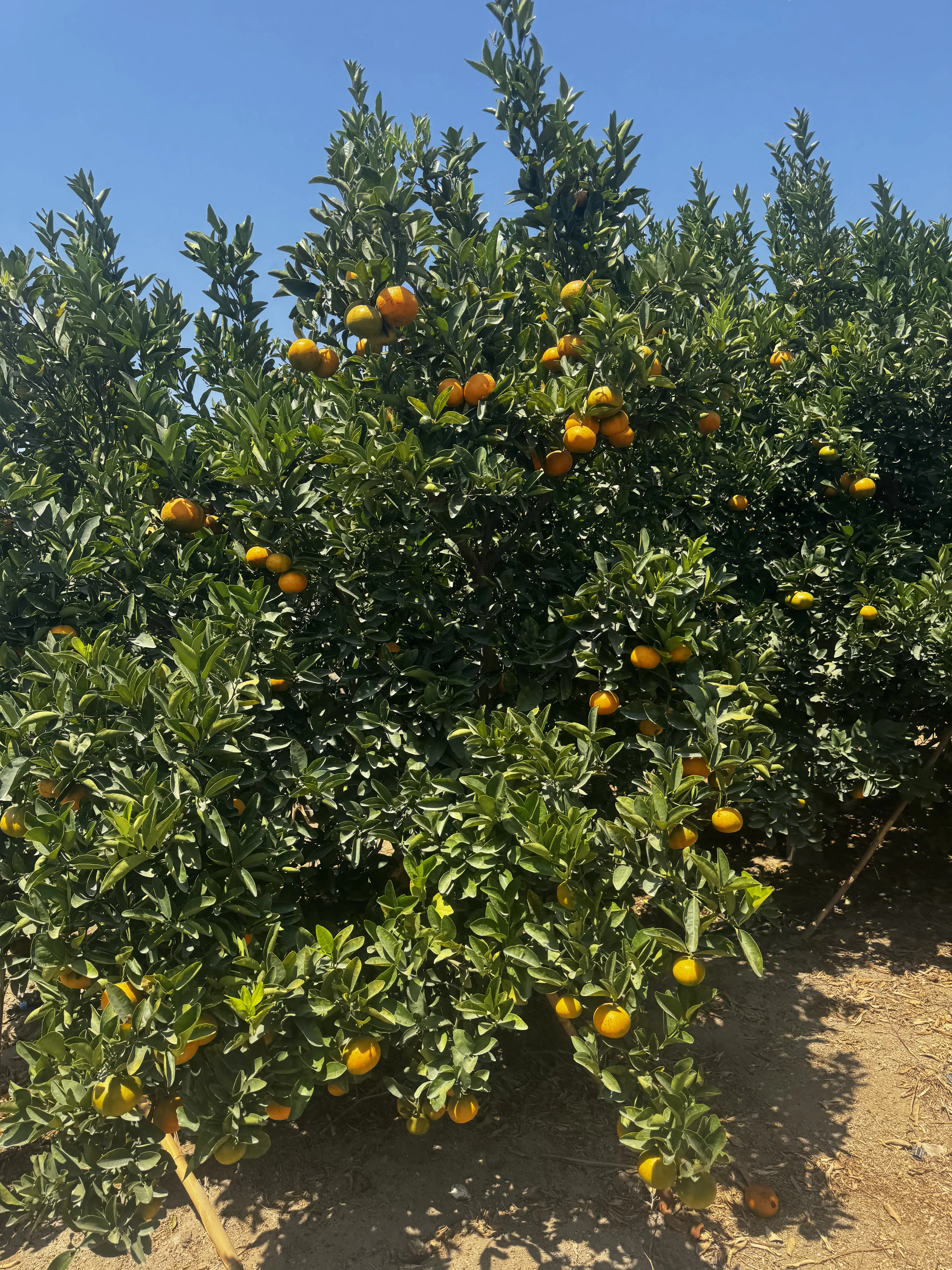 Avance del proyecto La Finca de Don Pedro en Huacho — foto 13