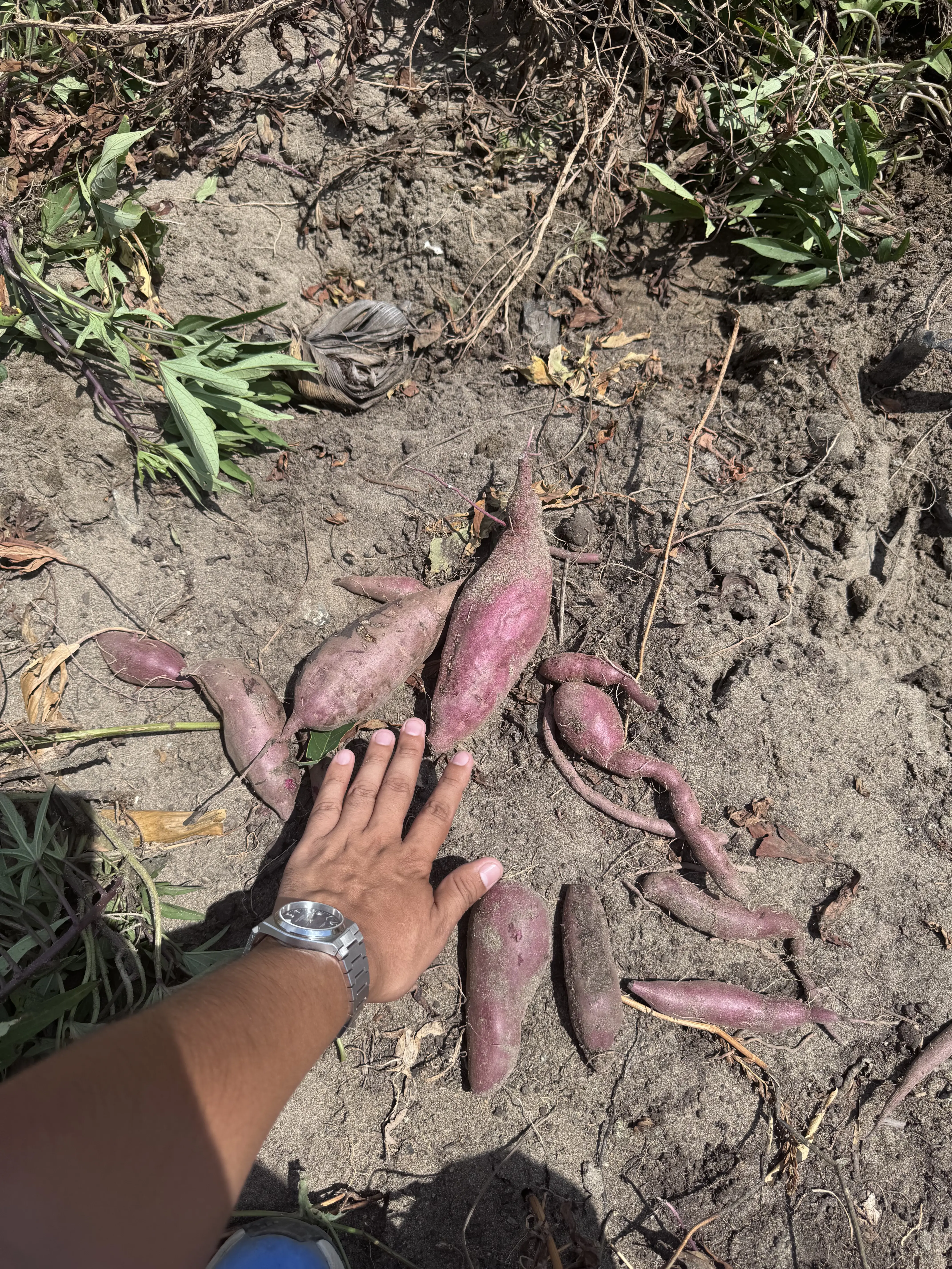 Avance del proyecto La Finca de Don Pedro en Huacho — foto 15