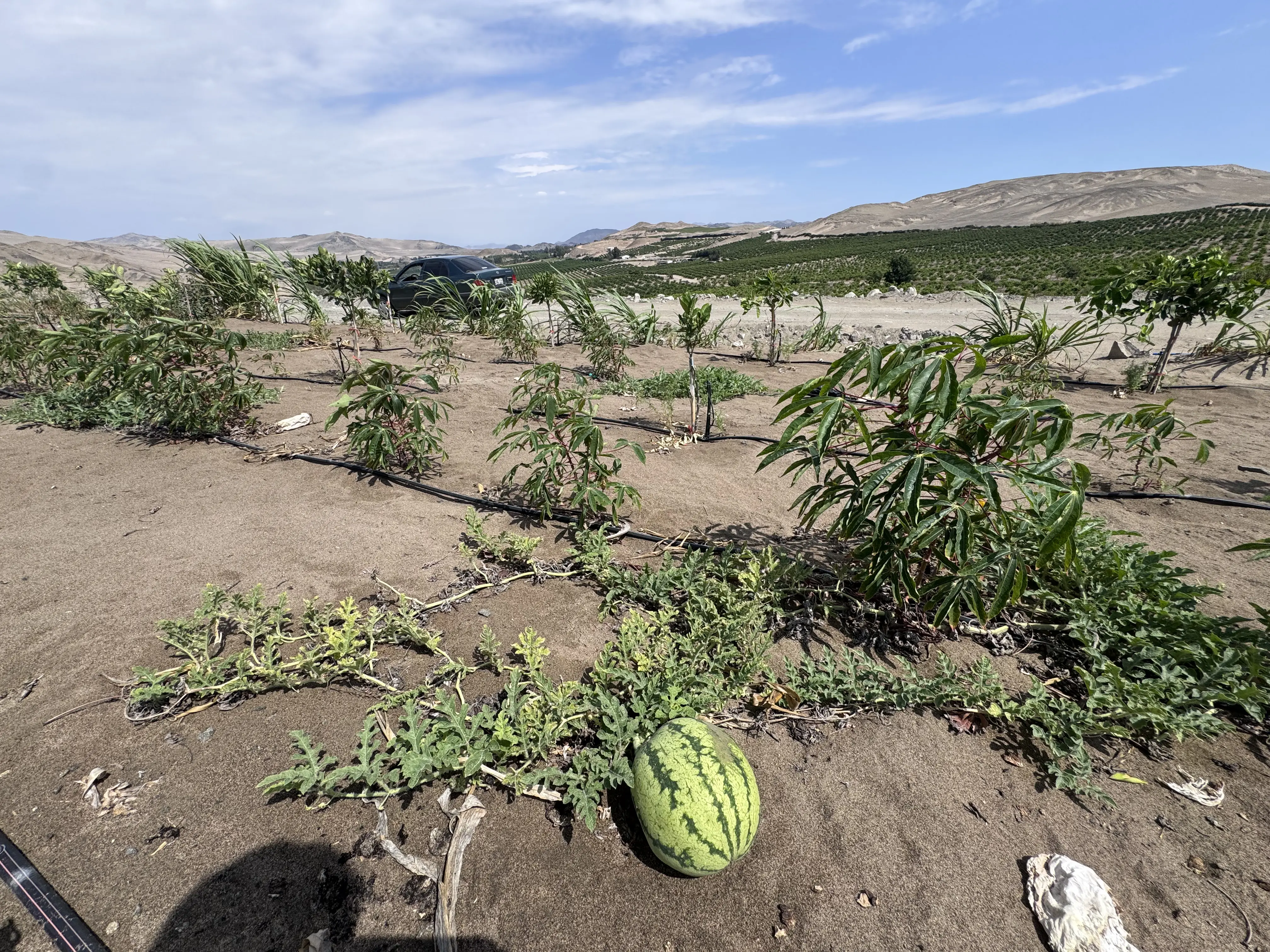 Avance del proyecto La Finca de Don Pedro en Huacho — foto 16