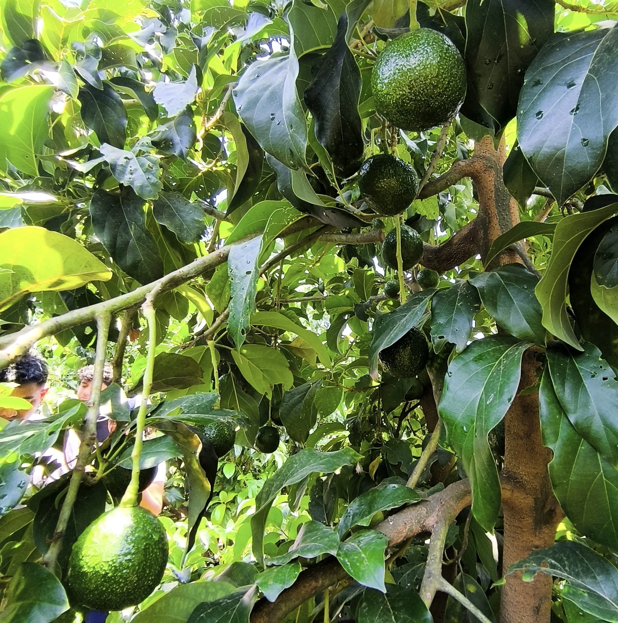 Avance del proyecto La Finca de Don Pedro en Huacho — foto 18