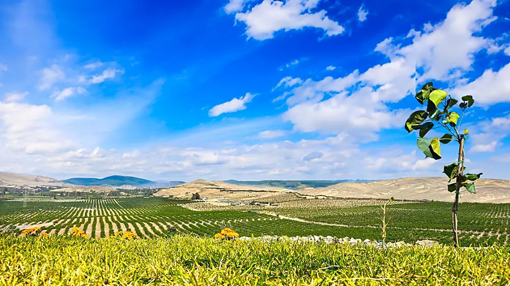 Huerto de La Finca de Don Pedro en primer plano con la cresta de las dunas de Huacho al fondo
