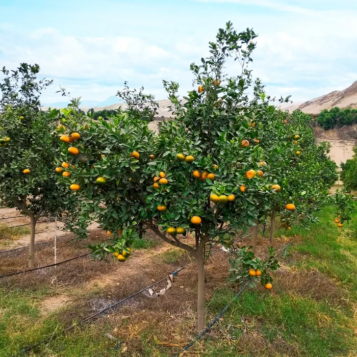 Mandarinas en un árbol del huerto de La Finca de Don Pedro