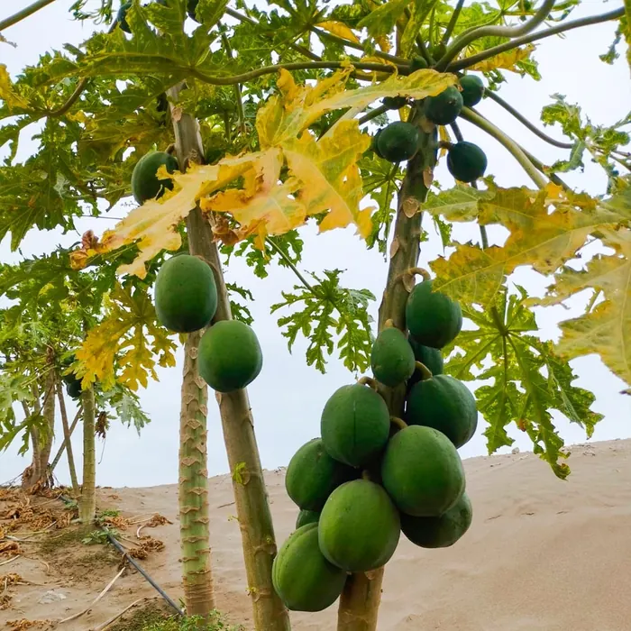 Papayas en el huerto de La Finca de Don Pedro